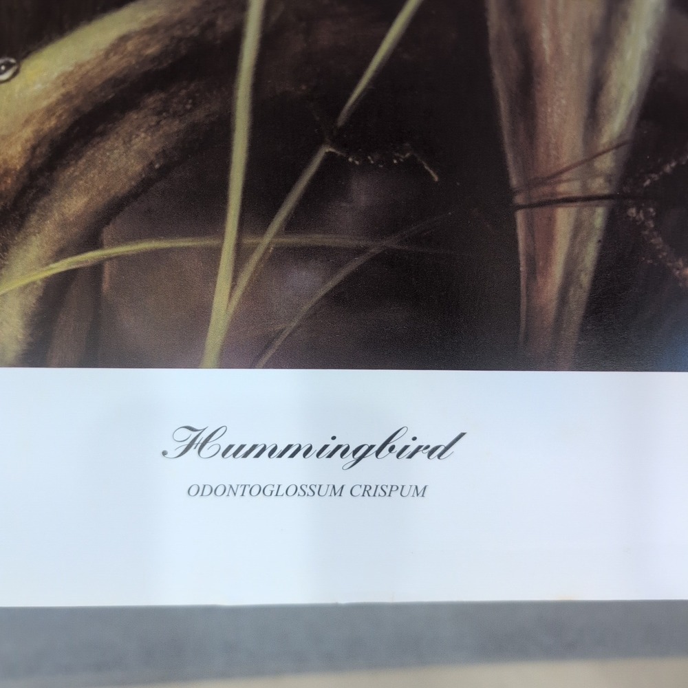 Sonia Torres Limited Ed Signed Hummingbird Odontoglossum Crispum Artist's Print‎ - Picture 5 of 8